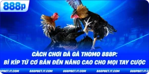 Cách Chơi Đá Gà Thomo 888P: Bí Kíp Từ Cơ Bản Đến Nâng Cao Cho Mọi Tay Cược